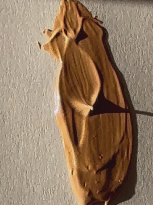 Sunscreen SPF30, with tint